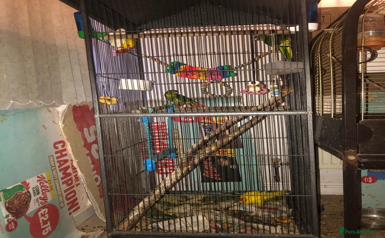 Mixed Breed birds - Advert 1