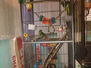 Mixed Breed birds - Advert 31