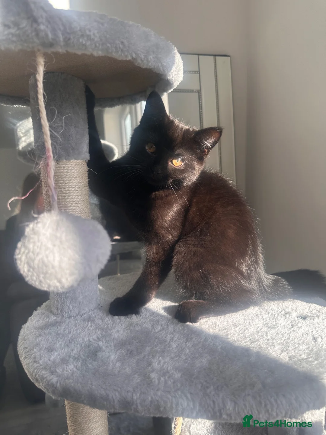 Mixed Breed cats for sale: Black kitty 5 months  in Winchester - Advert 2