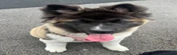 Akita dogs for sale: American akita  - Advert 2