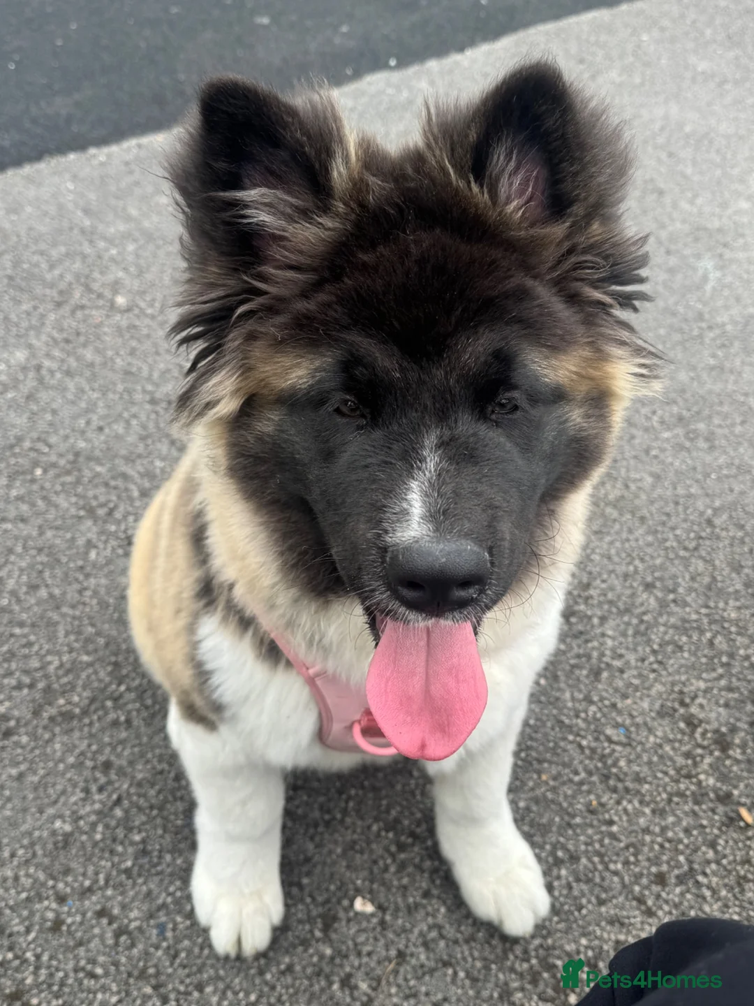 Akita dogs for sale: American akita  - Advert 2