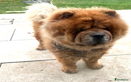 Chow Chow dogs for sale: Teddy - Chow Chow  - Image 3