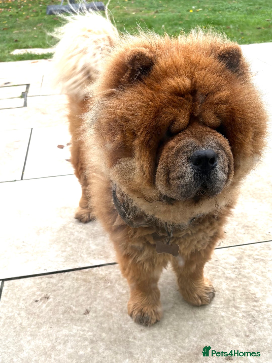 Chow Chow dogs for sale: Teddy - Chow Chow  - Image 3