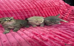 British Shorthair cats for sale: Gorgeous British shorthair kittens  - Image 20