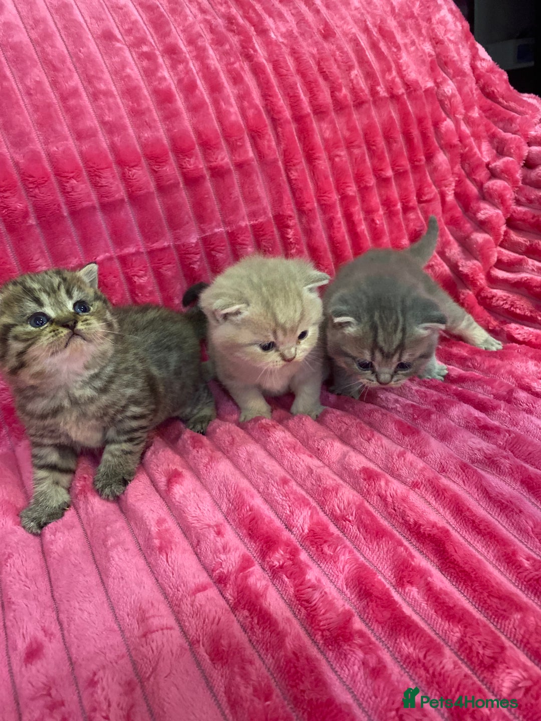 British Shorthair cats for sale: Gorgeous British shorthair kittens  - Image 20