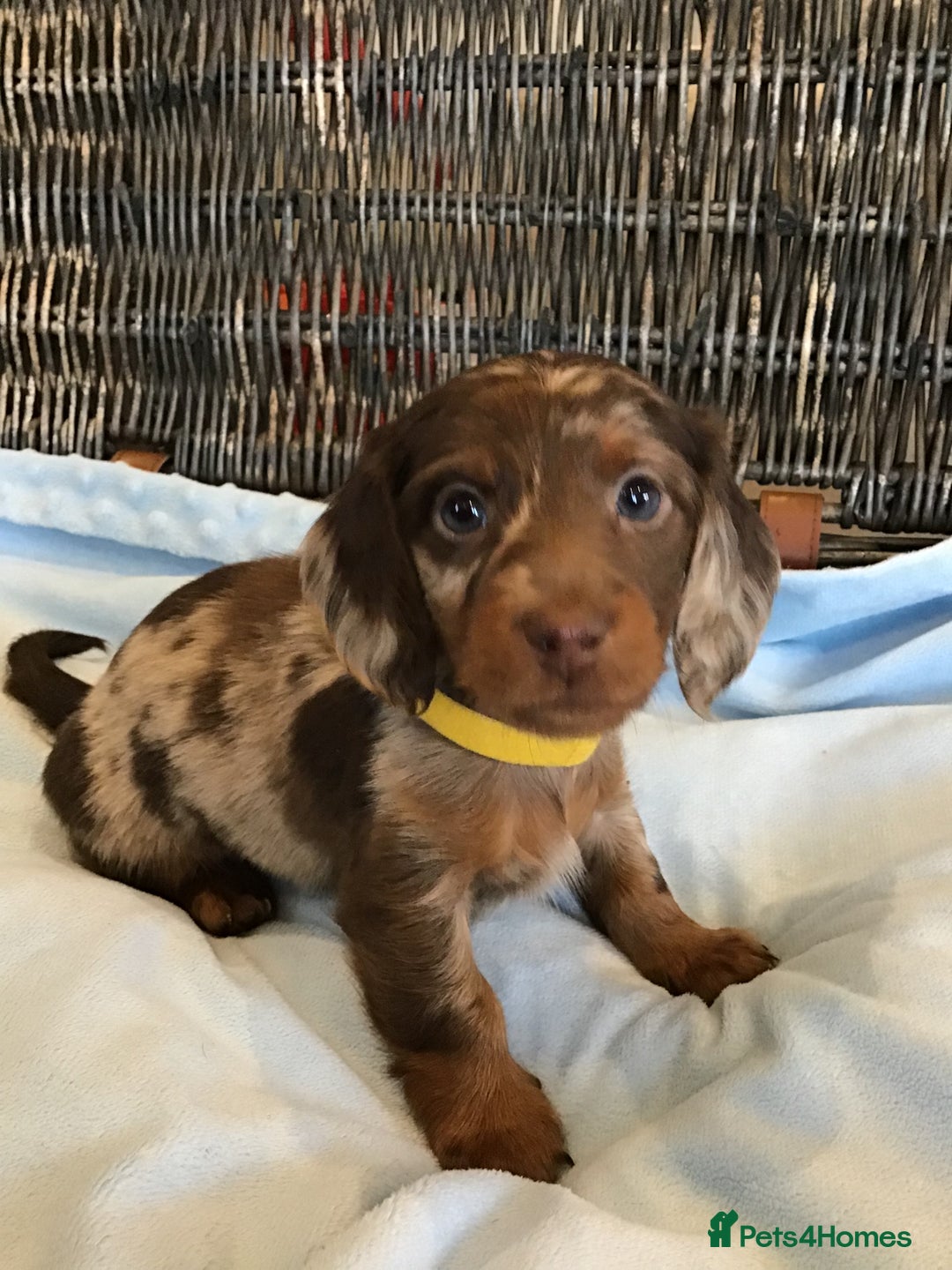 Miniature Dachshund dogs for sale: KC Miniature Dachshund 1 Choc & Isabella Dapple!!! - Advert 5