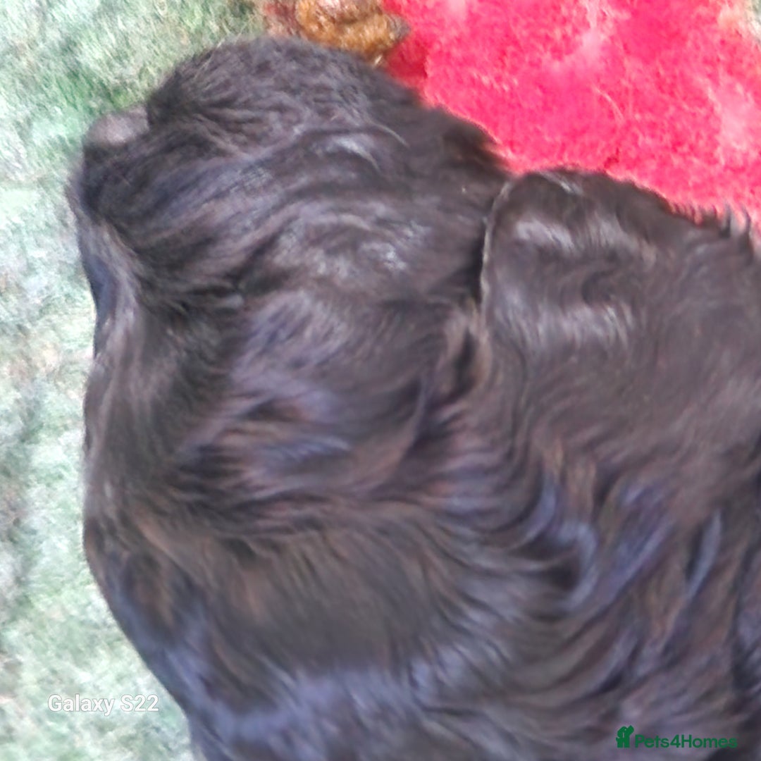 Cockapoo dogs for sale: Miniature Cockapoo - Advert 5