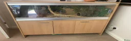 Corn Snake reptiles for sale: Corn Snake including full vivarium set up - Advert 7