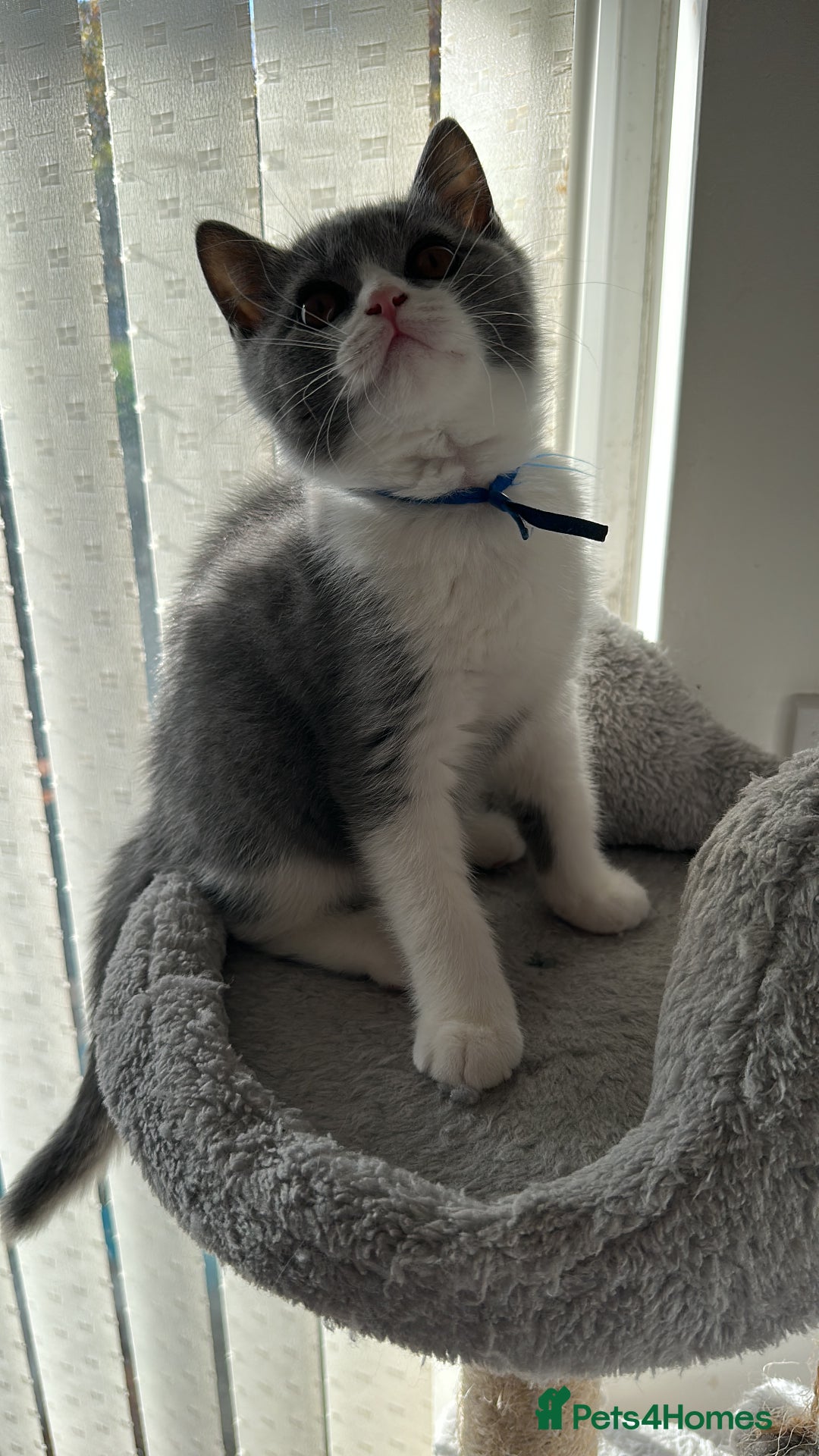 British Shorthair cats for sale: 1 Bicolour British Shorthair boys looking new home - Advert 4