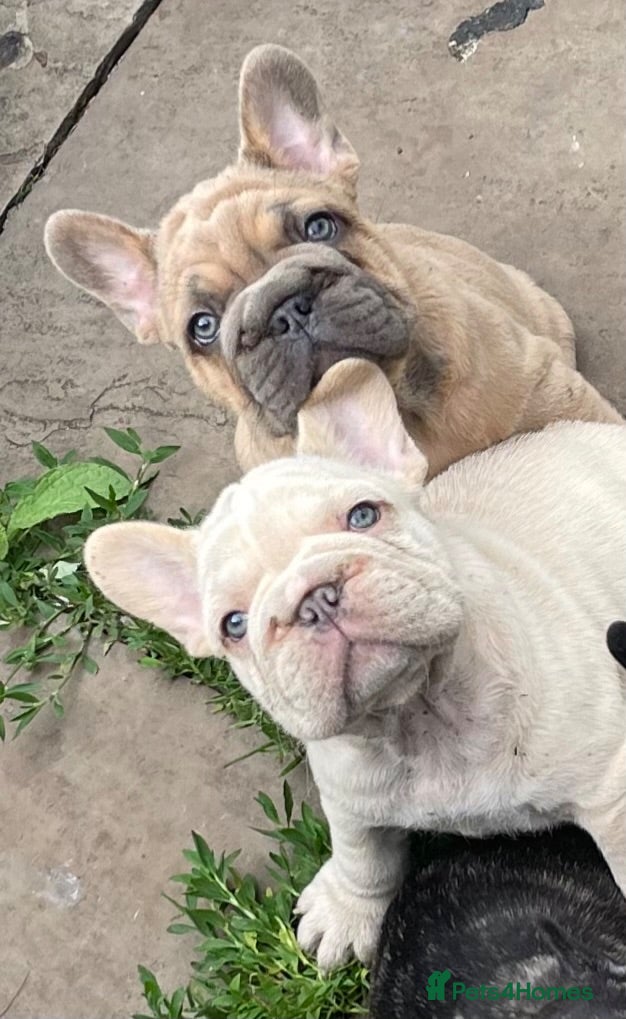 French Bulldog dogs KC HEALTH TESTED FRENCH BULLDOG PUPPIES  - Advert 6