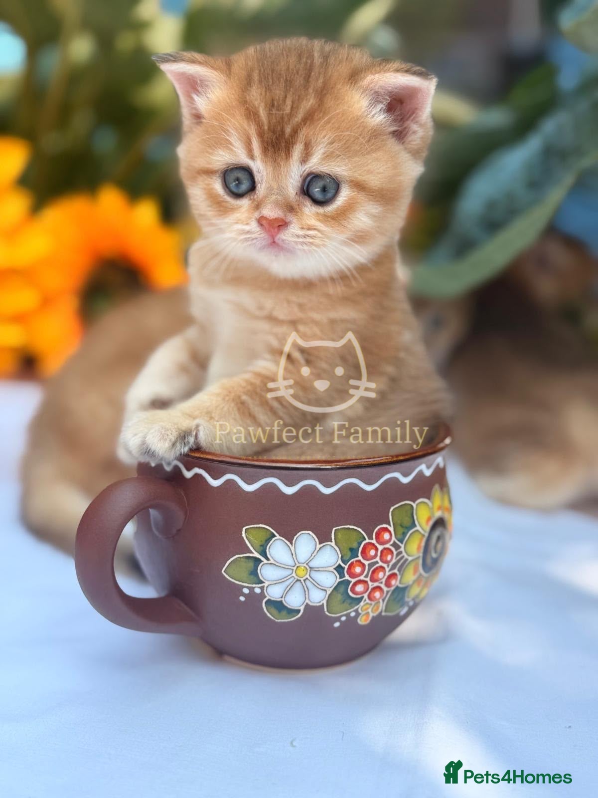 British Shorthair cats ✨ EXCEPTIONAL GOLDEN BRITISH SHORTHAIR BOYS ✨ - Advert 1