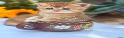 British Shorthair cats for sale: ✨ EXCEPTIONAL GOLDEN BRITISH SHORTHAIR BOYS ✨ - Advert 1
