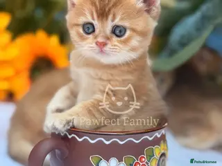 British Shorthair cats ✨ EXCEPTIONAL GOLDEN BRITISH SHORTHAIR BOYS ✨ - Advert 1