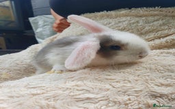 Lionhead rabbits for sale: Lion Lop Bunnies  - Image 4