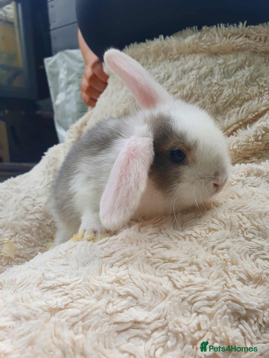 Lionhead rabbits for sale: Lion Lop Bunnies  - Image 4