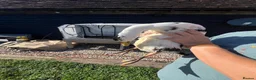 Ducks poultry for sale: 3 Male Ducks  in Faversham - Advert 2