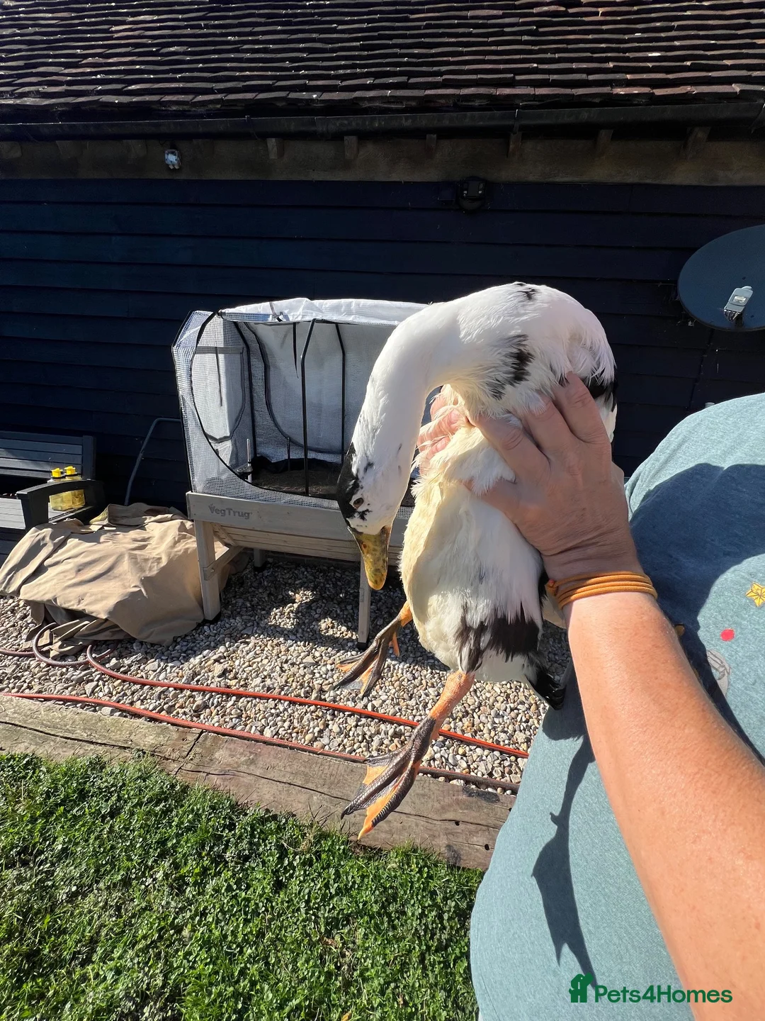 Ducks poultry for sale: 3 Male Ducks  in Faversham - Advert 2