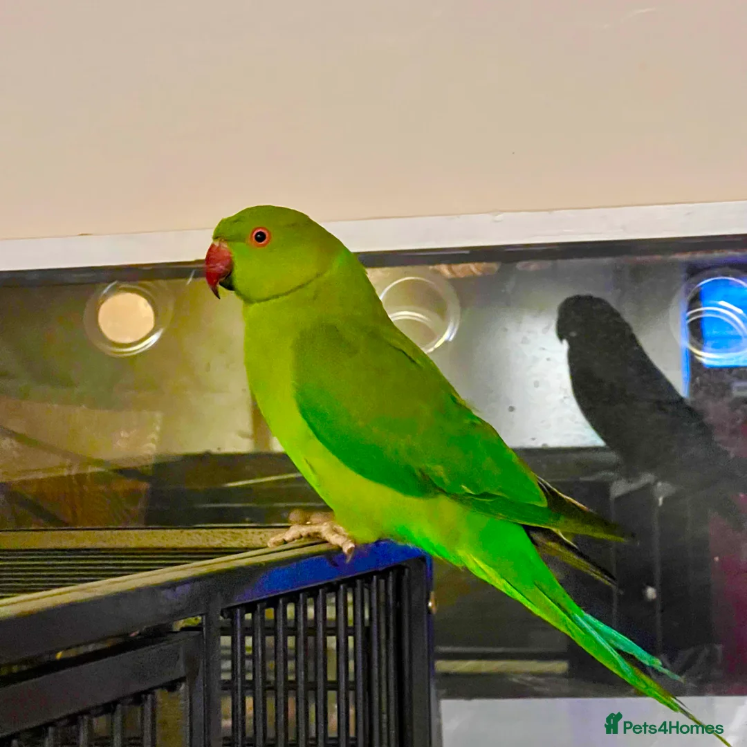 Parrots birds for sale: Young Indian Ringnack parrot for sale - Advert 4