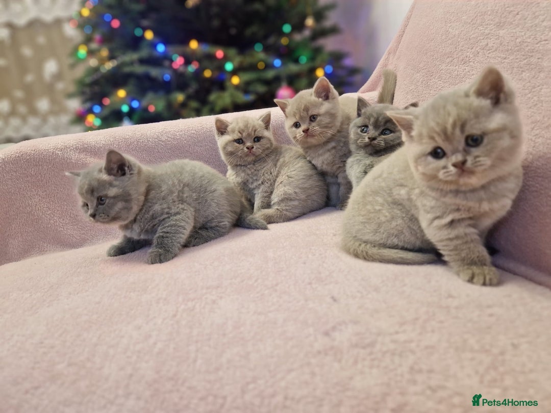 British Shorthair cats for sale: All Reserved Now. - Advert 30
