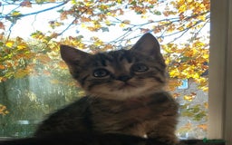 Bengal cats for sale: Beautiful mixed behalf kittens boys and girls - Image 1