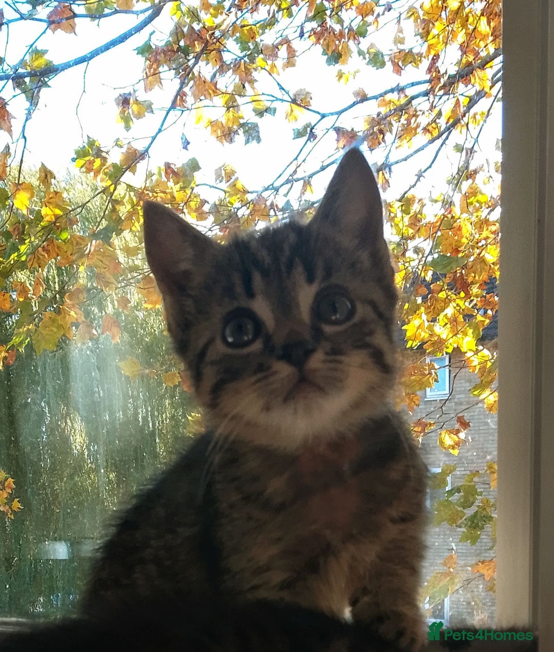 Bengal cats for sale: Beautiful mixed behalf kittens boys and girls - Image 1
