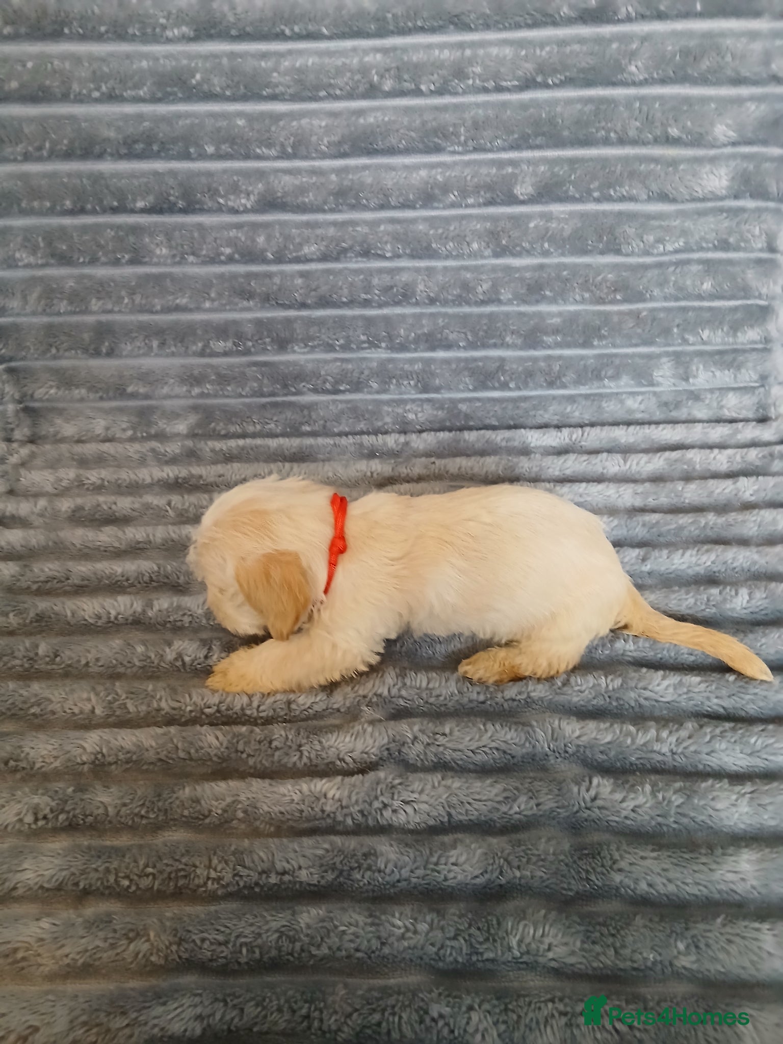 Mixed Breed dogs for sale: 8 dachshund x jack Russel puppies  in Henfield - Advert 29