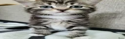 Mixed Breed cats for sale: Lovely Tabby Kittens  - Advert 1