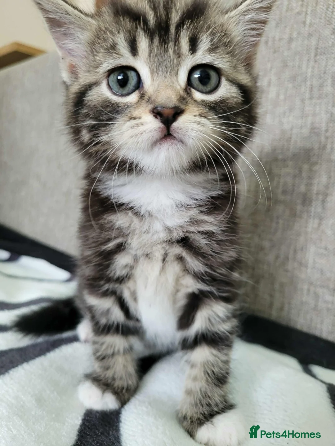 Mixed Breed cats for sale: Lovely Tabby Kittens  - Advert 1