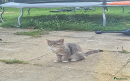 Mixed Breed cats for sale: Female 4 yo cat  - Image 1