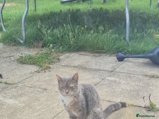 Mixed Breed cats - Advert 14