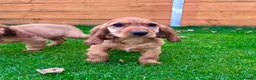 Cocker Spaniel dogs for sale: Golden Show CockerSpaniel Babies 🐾🐾🐾 - Advert 17
