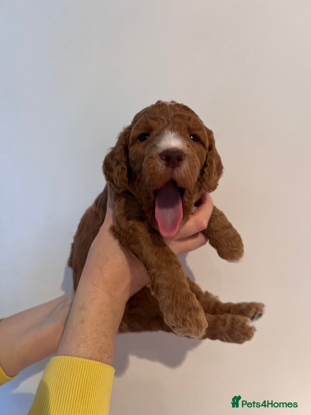 Cockapoo dogs for sale: Apricot F1B Cockapoo puppies - Advert 27