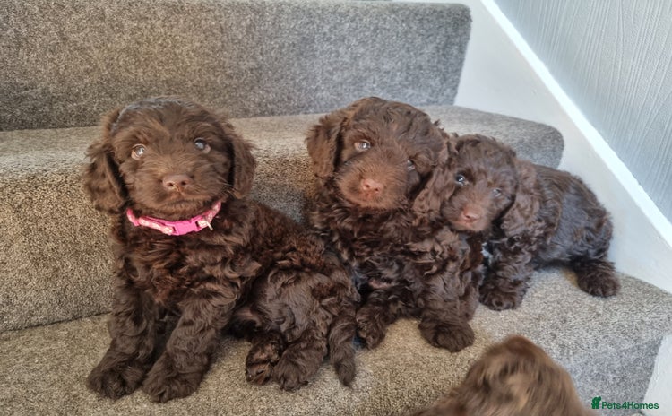 Sproodle dogs in Kidderminster - Advert 3
