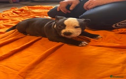 American Bully dogs for sale: Pocket bully - Image 13