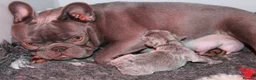 French Bulldog dogs for sale: French bulldog frenchies pups - Advert 3