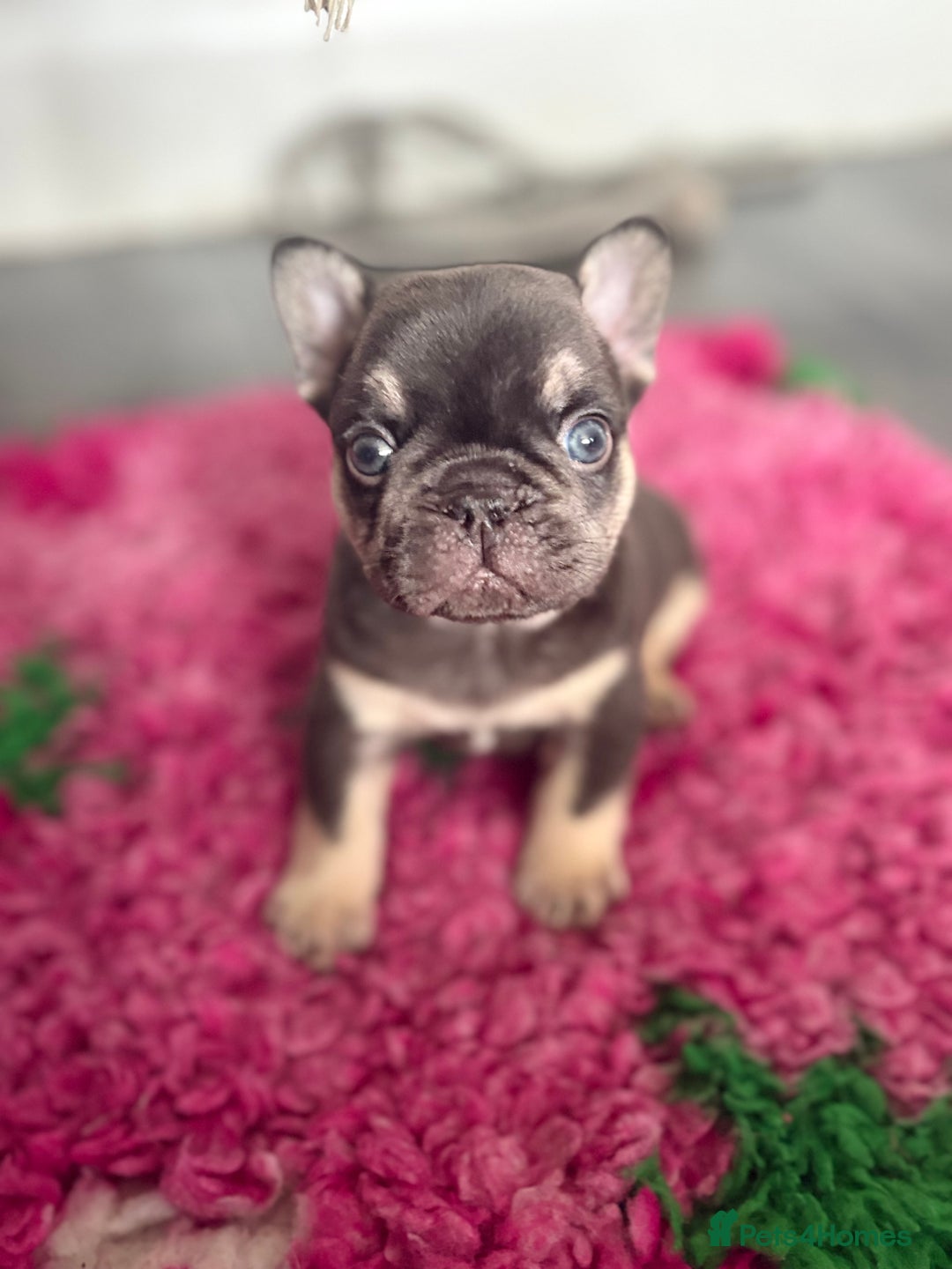 French Bulldog dogs for sale: Chunky French bulldog puppies  - Image 10
