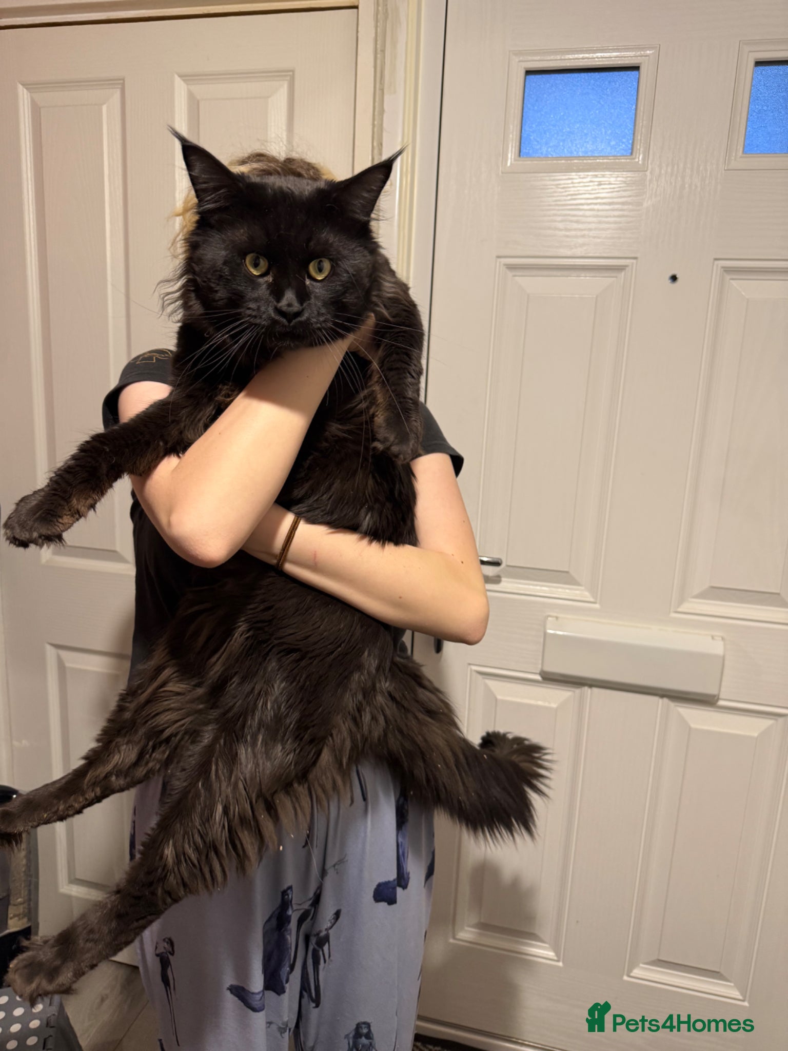 Maine Coon cats for sale: Stunning XL Maine Coon Kittens - Advert 7