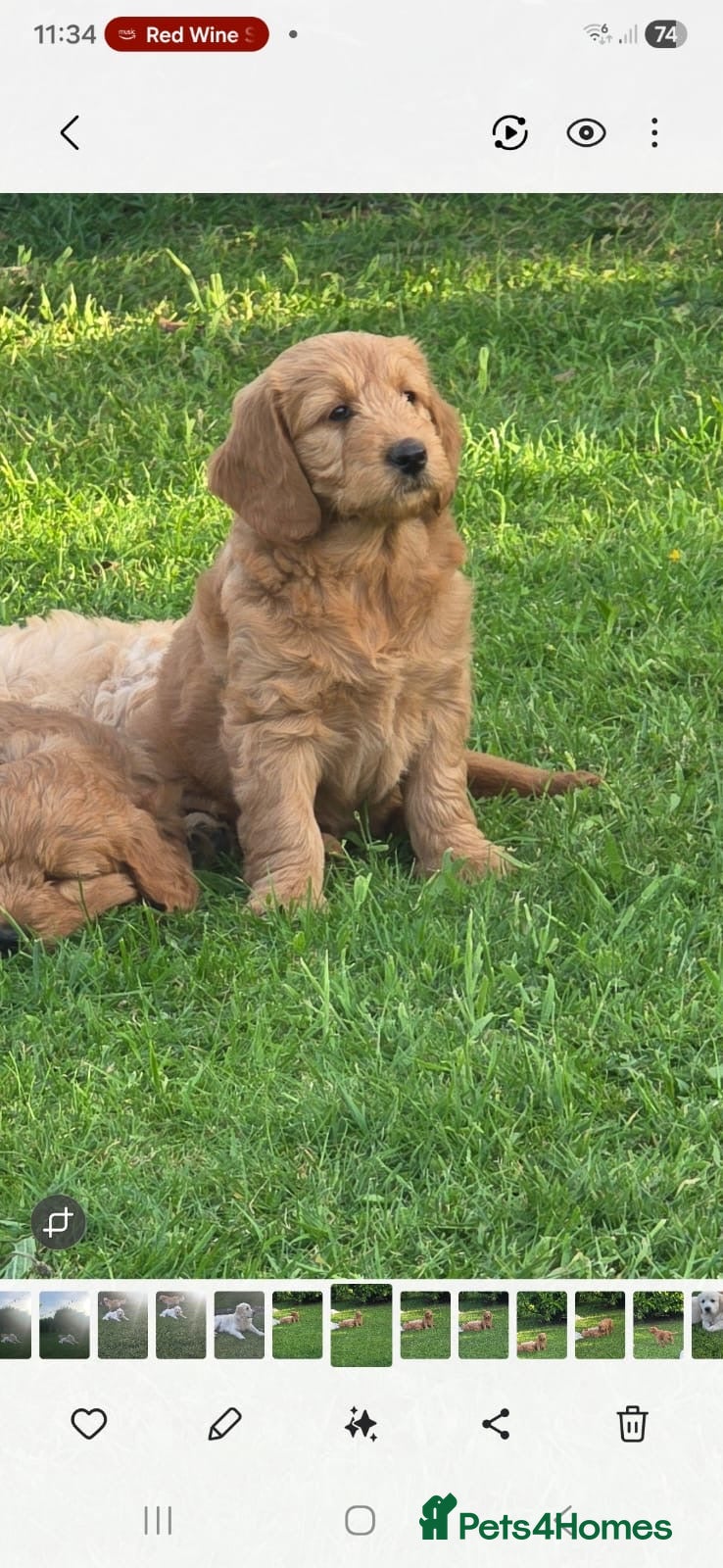 Goldendoodle dogs Red F1 Goldendoodle puppies for sale  - Advert 2