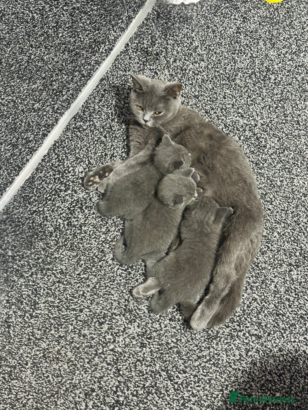 British Shorthair cats for sale: British short hair  - Image 16