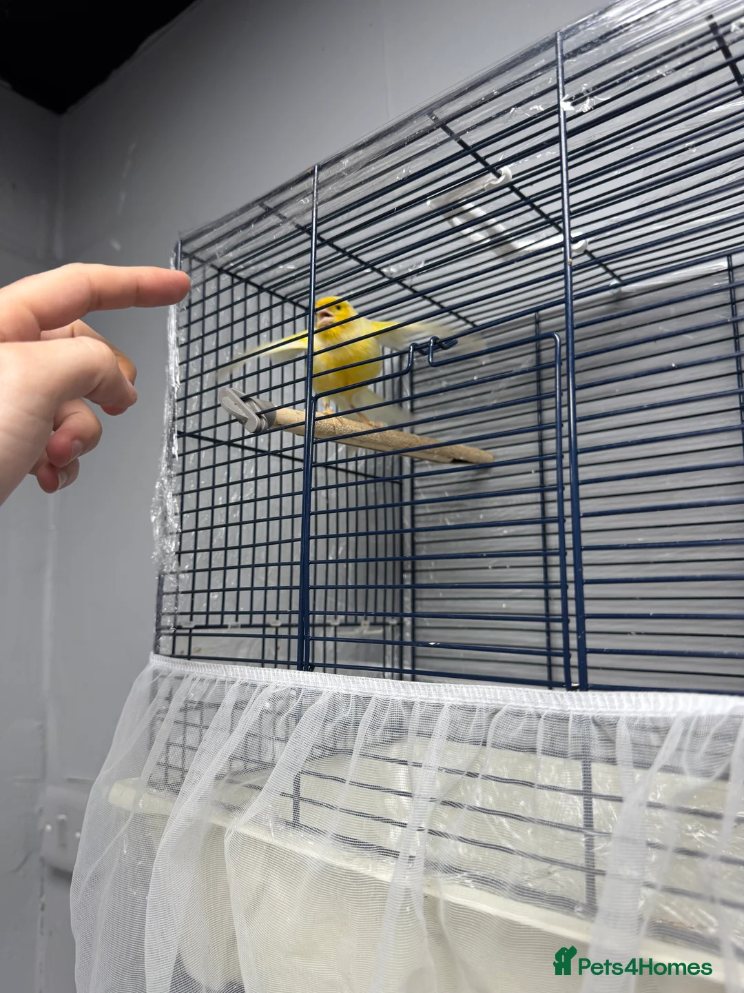 Canaries birds for sale: This bird for sale is ten months old  male  - Advert 1