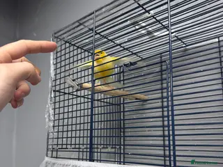 Canaries birds This bird for sale is ten months old male - Advert 16