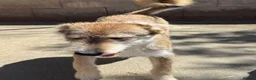 Mixed Breed dogs for adoption: Aspen is looking for a home with another dog! - Advert 5