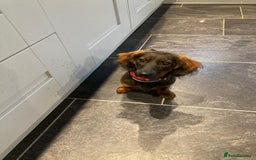 Dachshund dogs for sale: MINATURE Dachsund Pups - Image 5