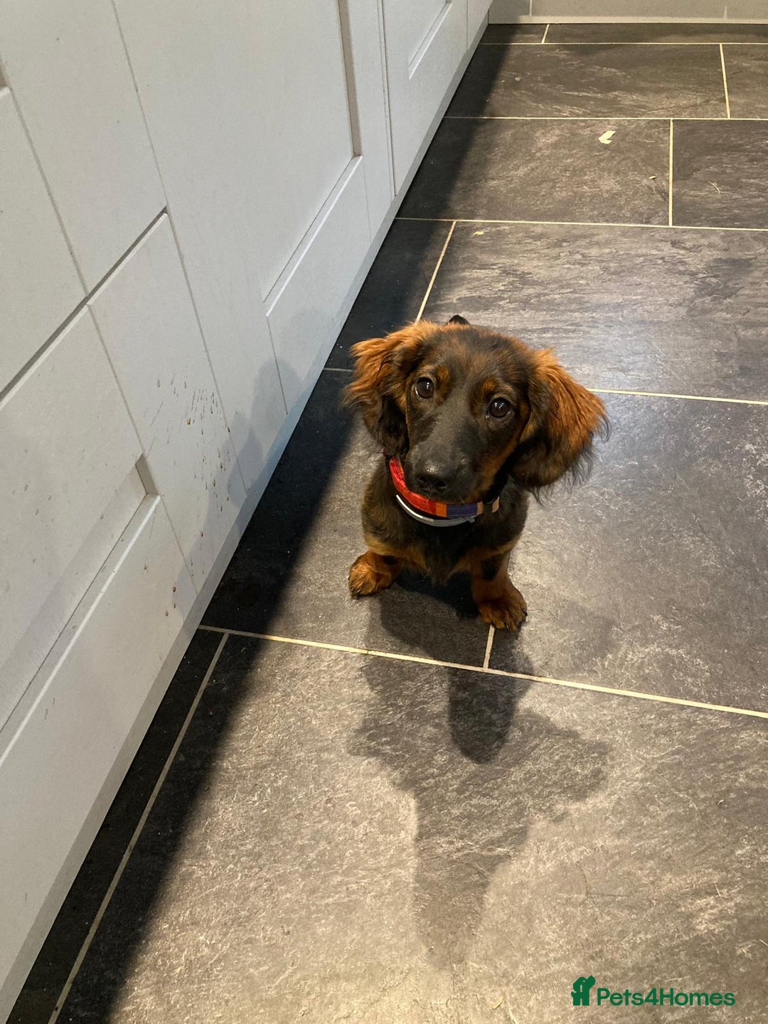 Dachshund dogs for sale: MINATURE Dachsund Pups - Image 5