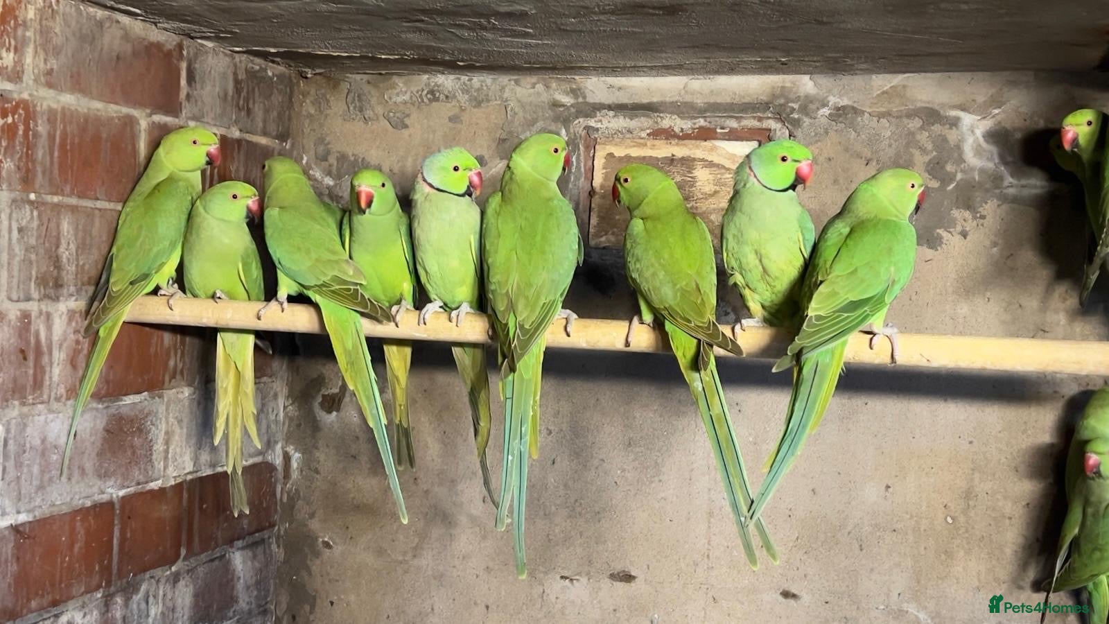 Mixed Breed birds Different birds for sale  - Advert 4