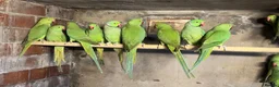 Mixed Breed birds for sale: Different birds for sale  - Advert 4