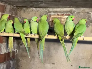 Mixed Breed birds Different birds for sale - Advert 4
