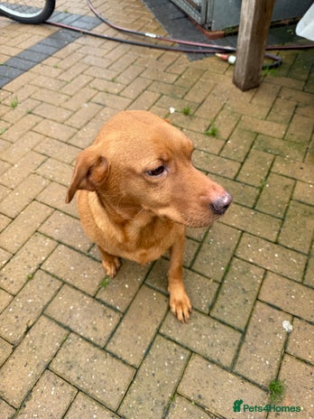 Labrador Retriever dogs - Advert 9