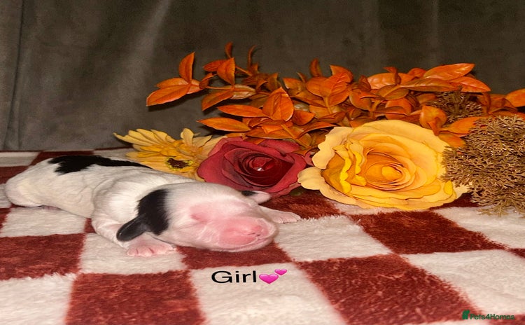 Shihpoo dogs - Advert 2