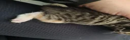 Mixed Breed cats for sale: 4 beautiful kittens  - Advert 9